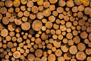 a pile of tree trunks lying, waiting to be burned