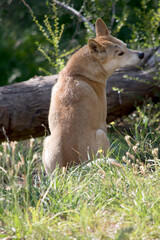 Naklejka na ściany i meble the golden dingo is sitting on a grass looking over its shoulder