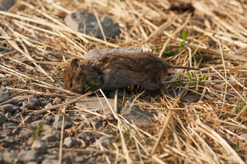 dead mouse