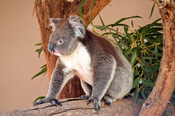 the koala is sitting on a tree branch