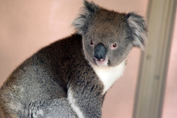 this is a close up of a koala
