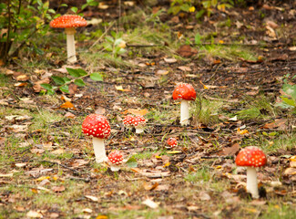Amanita muscaria in the morning sun