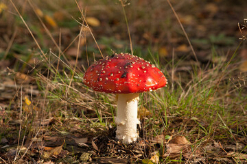 Amanita muscaria in the morning sun