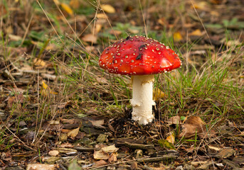 Amanita muscaria in the morning sun