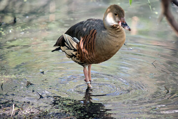 the plumed whistling duck is wading in the pond looking for food