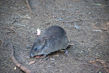 the long nosed potoroo looks like a rat