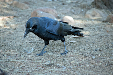the Australian raven is a black bird