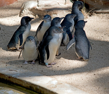 this is a group of fairy penguins
