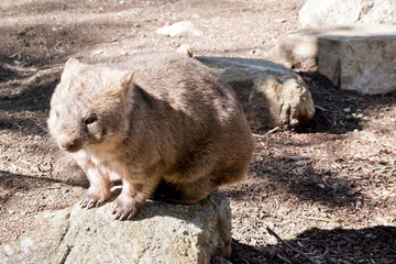 the common wombat walks like a dog on 4 legs