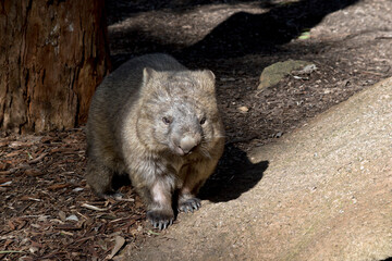 the common wombat is  brown and furry.
