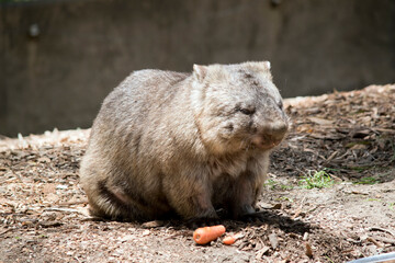 the wombat is having a carrot
