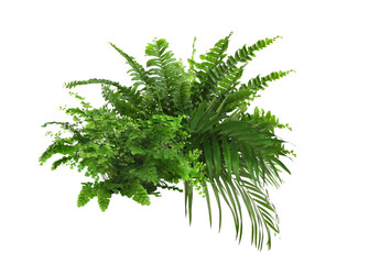 Beautiful composition with fern and other tropical leaves on white background.