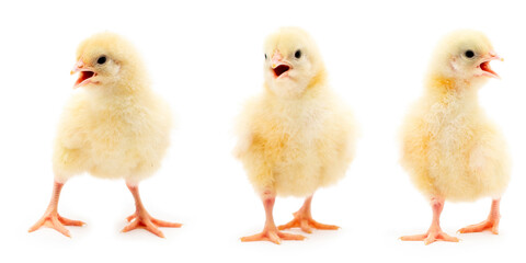 Chicks isolated on white