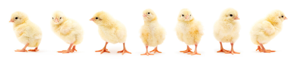 Chicks isolated on white