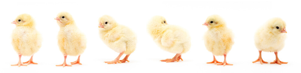 Chicks isolated on white