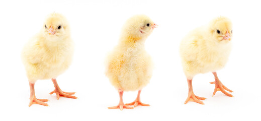Chicks isolated on white