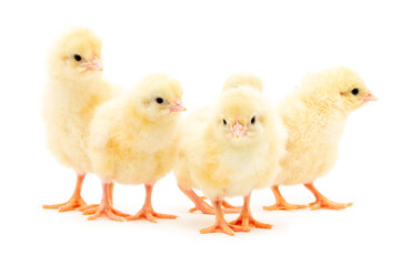 Chicks isolated on white