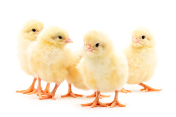 Chicks isolated on white