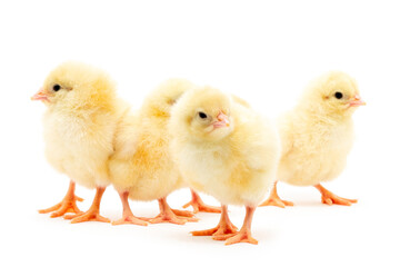 Chicks isolated on white