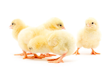 Chicks isolated on white