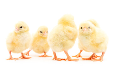 Chicks isolated on white