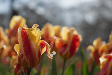 Tulip in the rain