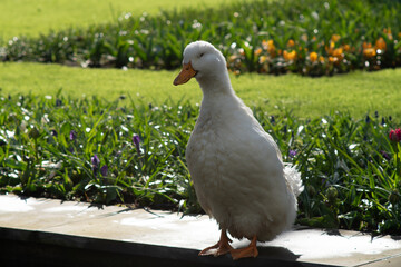 Goose in the garden