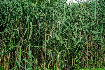 Reed thickets on the river bank near the water. Texture background