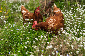 have chickens in a private outdoor enclosure their eggs are of high quality