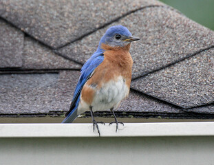 Eastern Bluebird