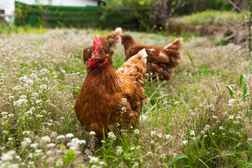 have chickens in a private outdoor enclosure their eggs are of high quality