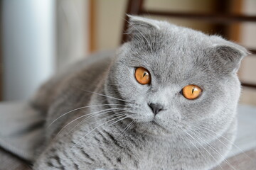 Grey cat with yellow eyes Scottish fold breed