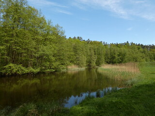 River banks surrounded by green trees, Wda river, Schodno, Wdzydze Landscape Park, Pomeranian Province, Poland