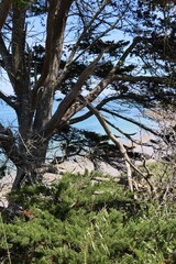 Paradise beach behind the trees 