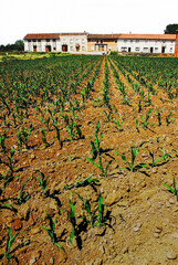 tierra seca