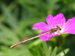 Beautiful Flowers in the Summer Park with the Dragonfly