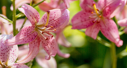 Summer photo or background with pink flowers. Beautiful nature scene with a flowering tree. Beautiful healthy lilies blooming in a pink shade.