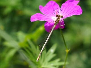 Beautiful Flowers in the Summer Park with the Dragonfly