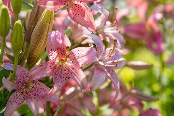 Summer photo or background with pink flowers. Beautiful nature scene with a flowering tree. Beautiful healthy lilies blooming in a pink shade.