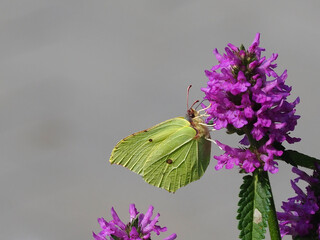 Beautiful Flowers in the Summer Park with the Insect