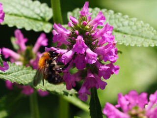 Beautiful Flowers in the Summer Park with the Insect