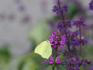 Beautiful Flowers in the Summer Park with the Insect