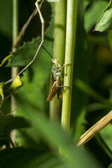 grasshopper on a leaf