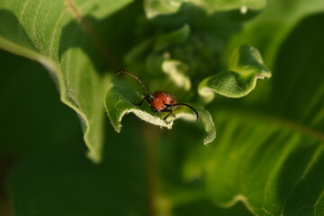 ladybug on a leaf