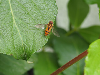 Little Insect in the Summer Garden