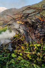 Pile of dry tree branches, fallen leaves and cut grass burning in campfire with poisoning smoke rising in air. Problem of abandoned fields, meadows and gardens, springtime cleaning causing
