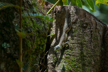 Obraz premium mimicked lizard on trunk