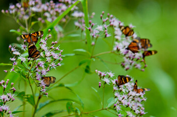 many monarch buterflies