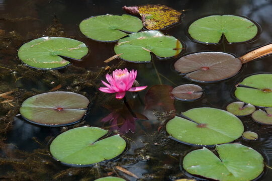 Nymphaea in a lake