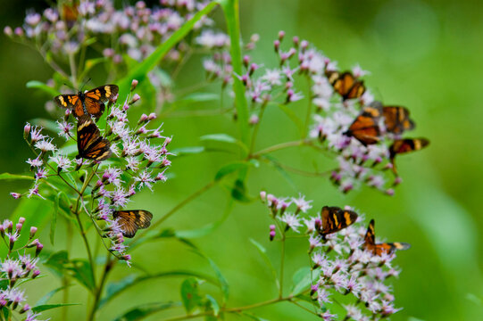 many monarch buterflies